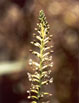 thymus